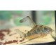 PANCÉŘNÍČEK SKVRNITÝ - Corydoras paleatus