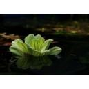 BABELKA ŘEZANOVIT&Aacute; - Pistia stratiotes