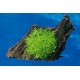 TRHUTKA PLOVOUCÍ - Riccia fluitans