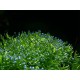 TRHUTKA PLOVOUCÍ - Riccia fluitans