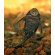 KRUNÝŘOVEC SP. - Ancistrus sp.