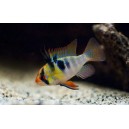 CICHLIDKA RAMIREZOVA - Mikrogeophagus ramirezi (Papiliochromis ramirezi)