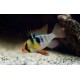 CICHLIDKA RAMIREZOVA - Mikrogeophagus ramirezi (Papiliochromis ramirezi)