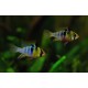 CICHLIDKA RAMIREZOVA - Mikrogeophagus ramirezi (Papiliochromis ramirezi)