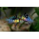 CICHLIDKA RAMIREZOVA - Mikrogeophagus ramirezi (Papiliochromis ramirezi)