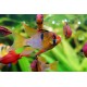 CICHLIDKA RAMIREZOVA - Mikrogeophagus ramirezi (Papiliochromis ramirezi)