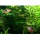 CICHLIDKA RAMIREZOVA - Mikrogeophagus ramirezi (Papiliochromis ramirezi)