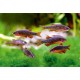 DÁNIO PERLOVÉ - Danio margarutatus