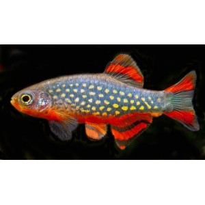 D&Aacute;NIO PERLOV&Eacute; - Danio margarutatus