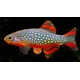 DÁNIO PERLOVÉ - Danio margarutatus