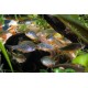 DÁNIO PERLOVÉ - Danio margarutatus
