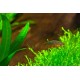 DÁNIO PERLOVÉ - Danio margarutatus