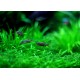 DÁNIO PERLOVÉ - Danio margarutatus