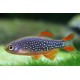 DÁNIO PERLOVÉ - Danio margarutatus