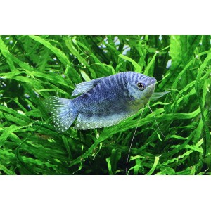 ČICHAVEC MODR&Yacute; - trychogaster trichopterus sumatranus
