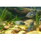 ČICHAVEC MODRÝ - trychogaster trichopterus sumatranus