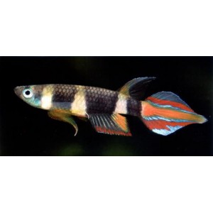 HALANČ&Iacute;K PRSTENCOVIT&Yacute;-Epiplatis annulatus