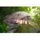 HALANČÍK PRSTENCOVITÝ-Epiplatis annulatus