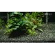 HALANČÍK PRSTENCOVITÝ-Epiplatis annulatus