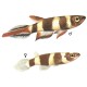 HALANČÍK PRSTENCOVITÝ-Epiplatis annulatus