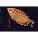 ČICHAVEC ZLAT&Yacute; - Trichogaster trichopterus sumatranus gold