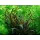 Hygrophila pinnatifida