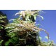 Hygrophila pinnatifida