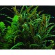 Hygrophila pinnatifida