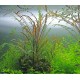 Hygrophila pinnatifida