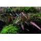 Hygrophila pinnatifida