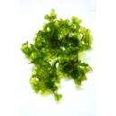 MONOSOLENIUM TENERUM