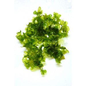 MONOSOLENIUM TENERUM