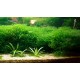 MONOSOLENIUM TENERUM