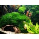 MONOSOLENIUM TENERUM