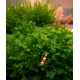MONOSOLENIUM TENERUM