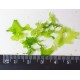 MONOSOLENIUM TENERUM