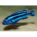 MELANOCHROMIS MAINGANO