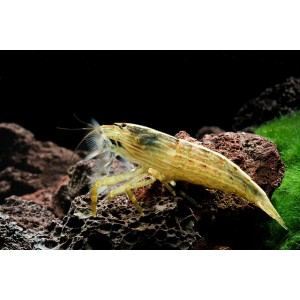 KREVETKA MOLUCK&Aacute; - Atyopsis moluccensis