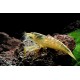 KREVETKA MOLUCKÁ - Atyopsis moluccensis