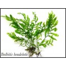 BOLBITIS HEUDELOTII - BULVOVKA HEUDELOTOVA