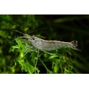 KREVETKA JAPONSK&Aacute; - CARIDINA JAPONICA