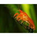 R&Aacute;ČEK MEXICK&Yacute; MINI - Cambarellus patzcuarensis
