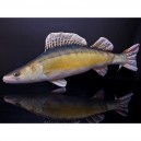 POL&Scaron;T&Aacute;ŘEK Cand&aacute;t obecn&yacute; - 77 cm