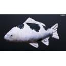 Kapr Koi 3 - 61 cm pol&scaron;t&aacute;řek