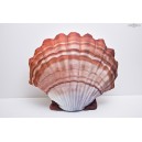 POL&Scaron;T&Aacute;ŘEK  Mu&scaron;le - oranžov&aacute; 40 cm
