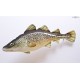 POLŠTÁŘEK Treska obecná - 75 cm