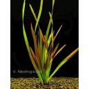Vallisneria neotropicalis - z&aacute;kruticha novosvětsk&aacute;