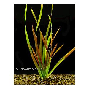 Vallisneria neotropicalis - z&aacute;kruticha novosvětsk&aacute;