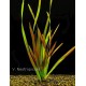 Vallisneria neotropicalis - zákruticha novosvětská
