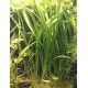 Vallisneria neotropicalis - zákruticha novosvětská